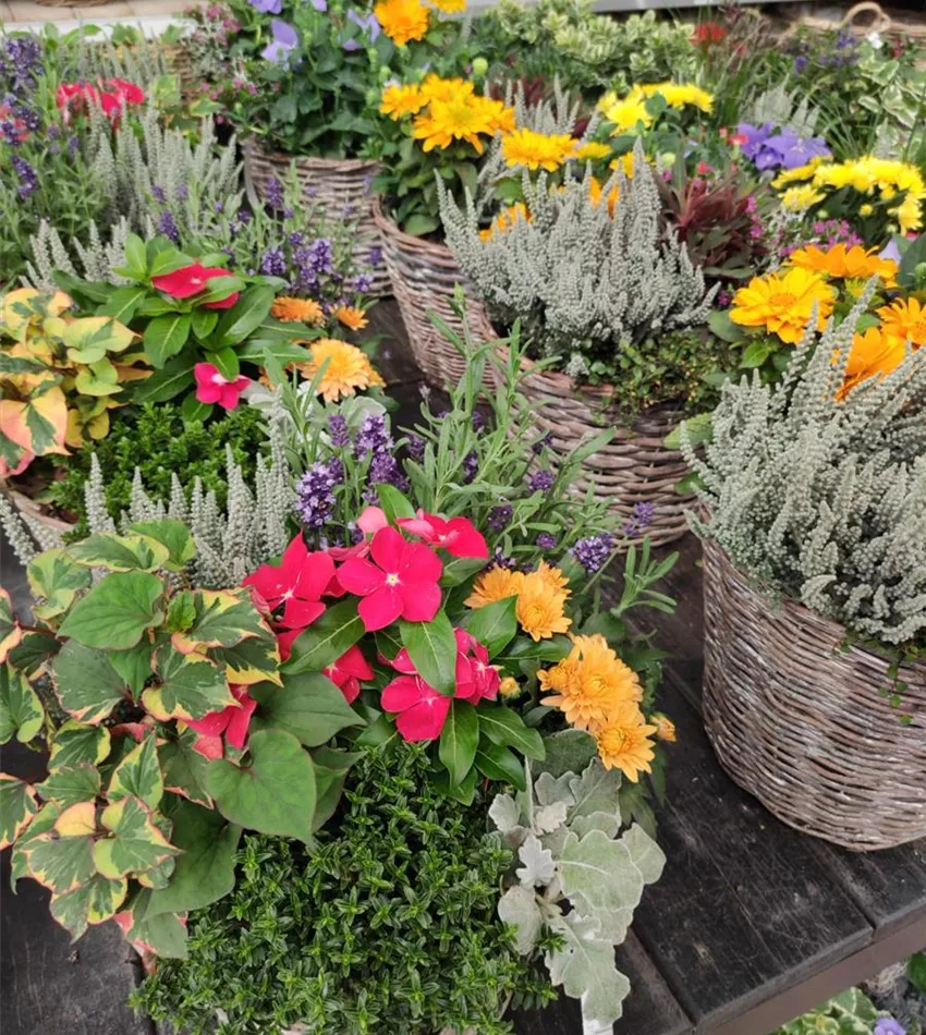 Balkon & Garten Bogie's Pflanzenwelt