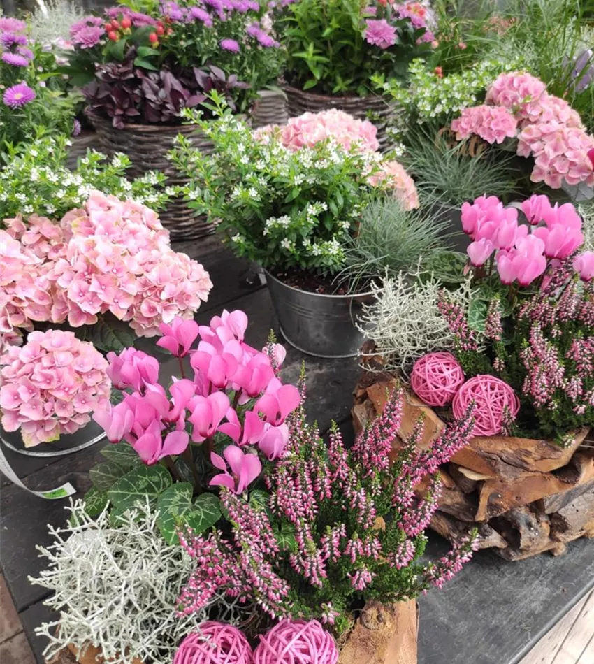 Balkon & Garten – Bogie's Pflanzenwelt