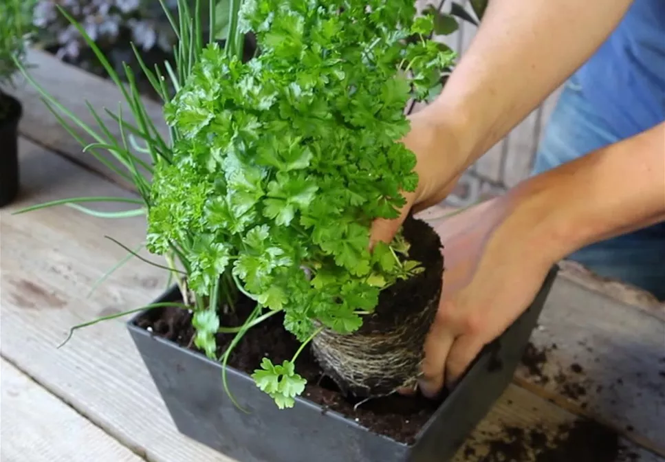 KRäUTERTOPF BEPFLANZEN KRäUTERTOPF BEPFLANZEN