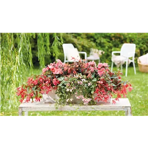 IM TREND: BALKON!