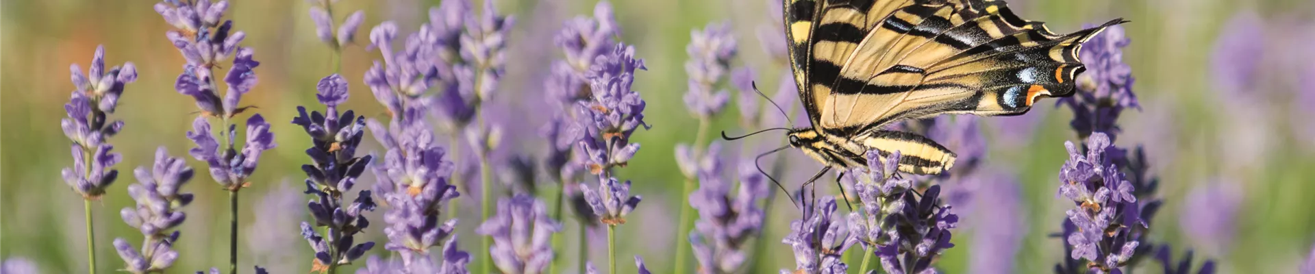 LILA LAUNE BLüTEN!