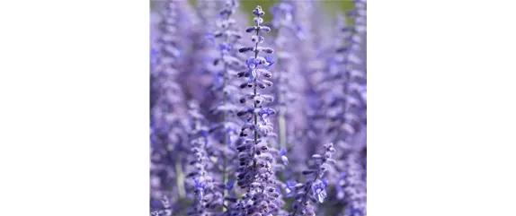 LILA LAUNE BLüTEN!