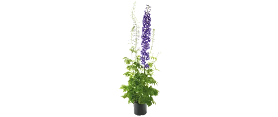 LILA LAUNE BLüTEN!