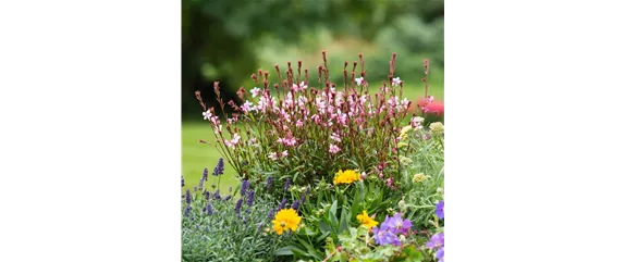 LILA LAUNE BLüTEN!