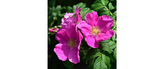 LILA LAUNE BLüTEN!
