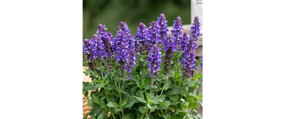 LILA LAUNE BLüTEN!