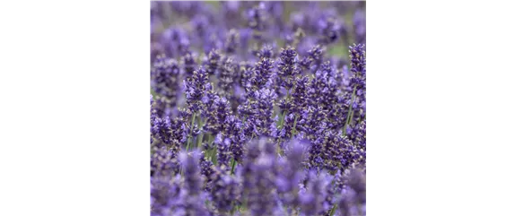 STAUDENVIELFALT! STAUDENVIELFALT!