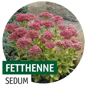 STAUDENVIELFALT! STAUDENVIELFALT!