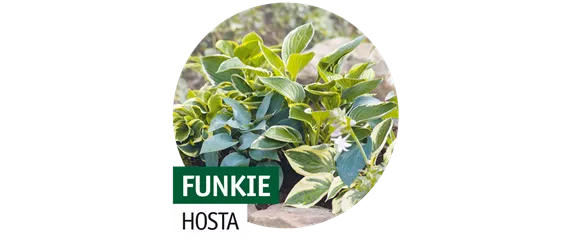 STAUDENVIELFALT! STAUDENVIELFALT!