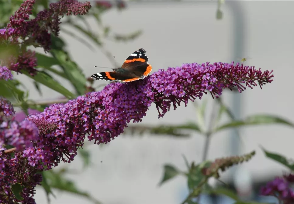 FüR MEHR BIENEN UND SCHMETTERLINGE! FüR MEHR BIENEN UND SCHMETTERLINGE!