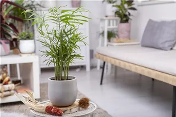 ZIMMERPFLANZENPFLEGE IM URLAUB?