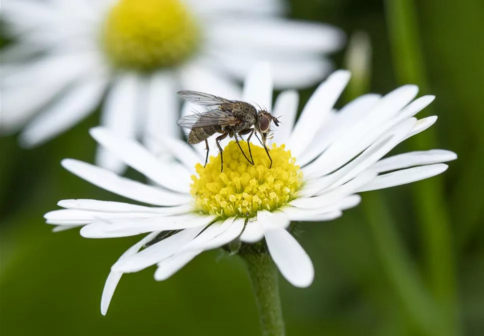 BIOLOGISCHER PFLANZENSCHUTZ IM GARTEN BIOLOGISCHER PFLANZENSCHUTZ IM GARTEN
