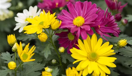 Balkon & Garten Balkon & Garten