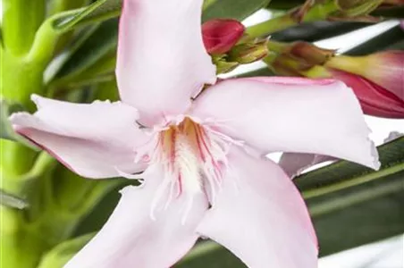 SCHUTZ FüR KüBELPFLANZEN IM WINTER SCHUTZ FüR KüBELPFLANZEN IM WINTER