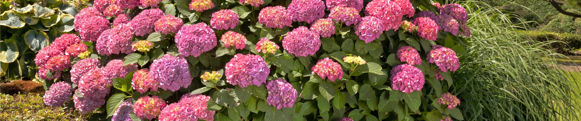 Hydrangea macrophylla