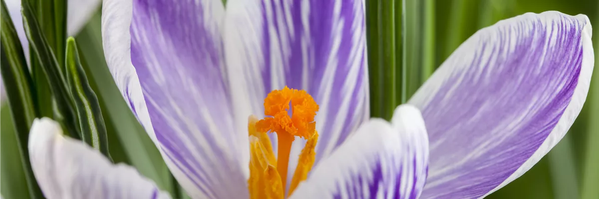 Crocus vernus