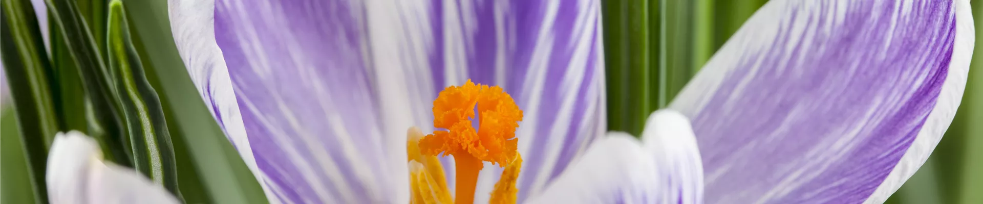 Crocus vernus