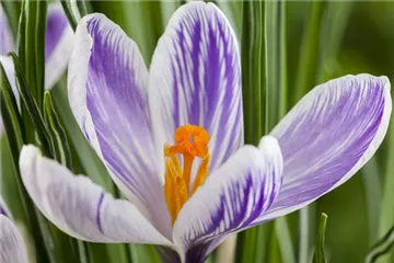 BUNTES OSTERFEST MIT FRüHLINGSBOTEN!