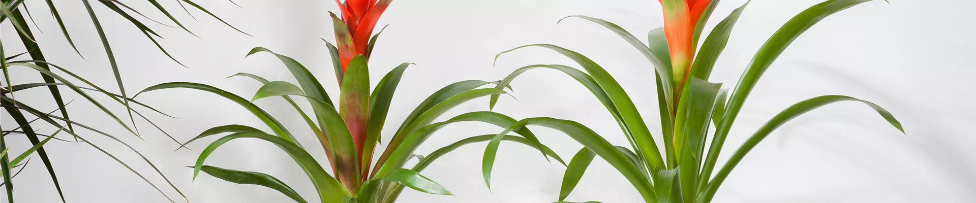 Bromelia