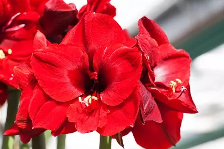 AMARYLLIS AMARYLLIS