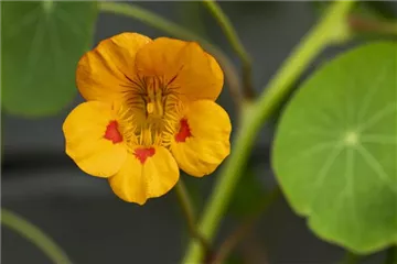 ESSBARE BLüTEN!
