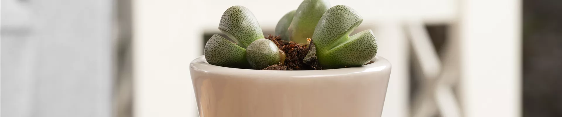 Lithops