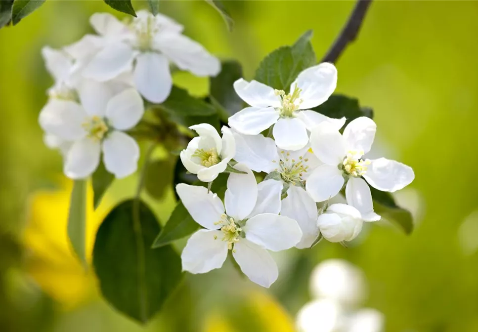 SOMMERSCHNITT FüR OBSTBäUME SOMMERSCHNITT FüR OBSTBäUME