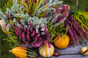 HEIDEWITZKA! HEIDEWITZKA!