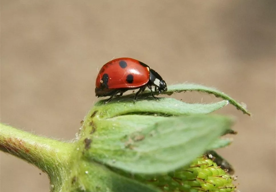 WIE GEHT... NATüRLICH GESCHüTZT? WIE GEHT... NATüRLICH GESCHüTZT?