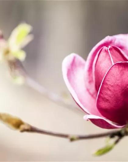 WIE GEHT... STRäUCHER PFLANZEN? WIE GEHT... STRäUCHER PFLANZEN?