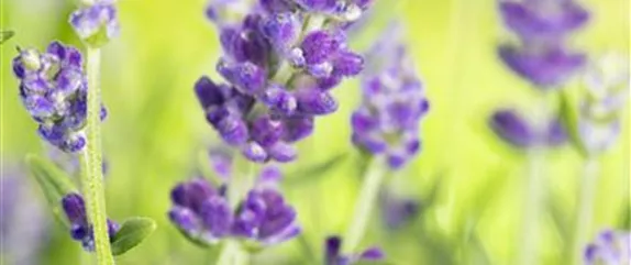 STAUDENVIELFALT! STAUDENVIELFALT!