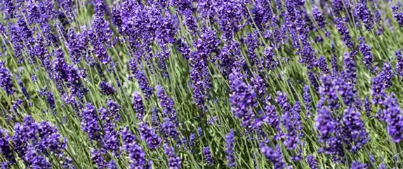 STAUDENVIELFALT! STAUDENVIELFALT!