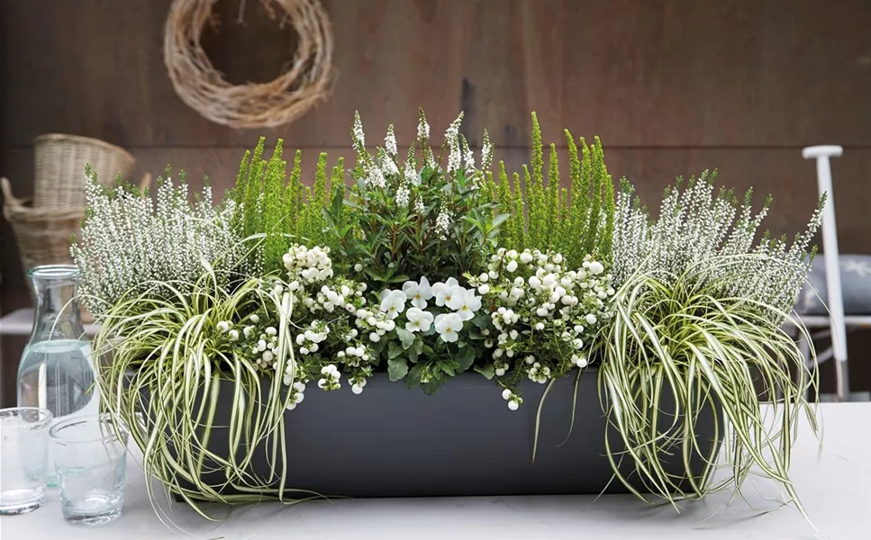 Balkon & Terrasse - Die schönsten Blüten und Blätter! Balkon & Terrasse - Die schönsten Blüten und Blätter!