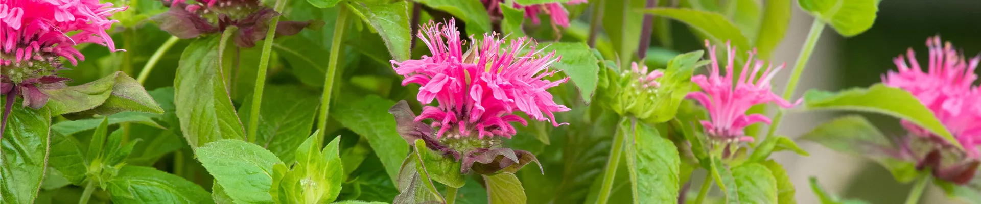Agastache