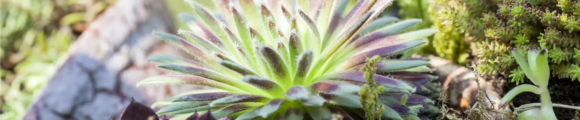 Sempervivum