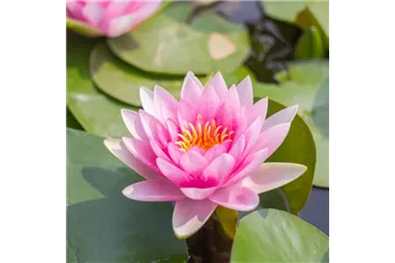 WASSERGARTEN! WASSERGARTEN!