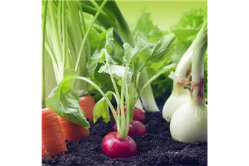 GUTE NACHBARN! GUTE NACHBARN!