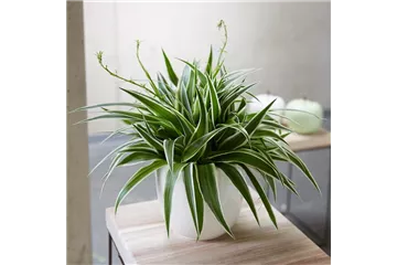 WIE GEHT... LUFTVERBESSERUNG? WIE GEHT... LUFTVERBESSERUNG?