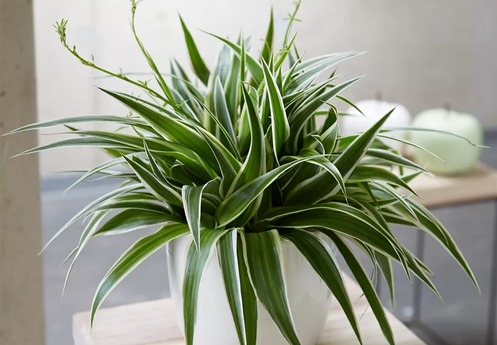 WIE GEHT... LUFTVERBESSERUNG? WIE GEHT... LUFTVERBESSERUNG?