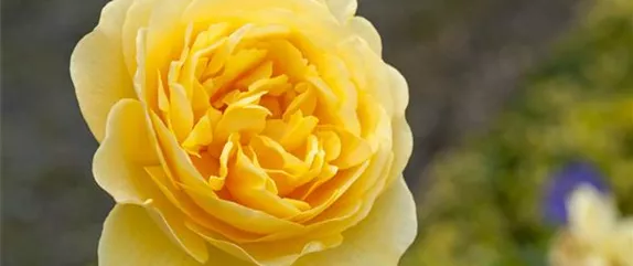 DIE DUFTROSE! DIE DUFTROSE!