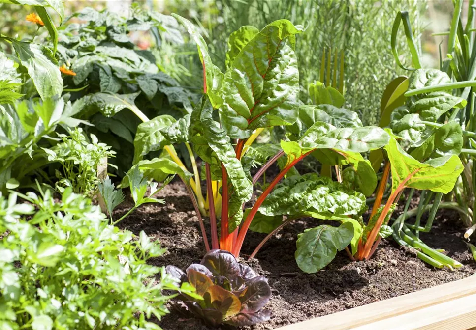 GEMüSE AUF BEINEN GEMüSE AUF BEINEN