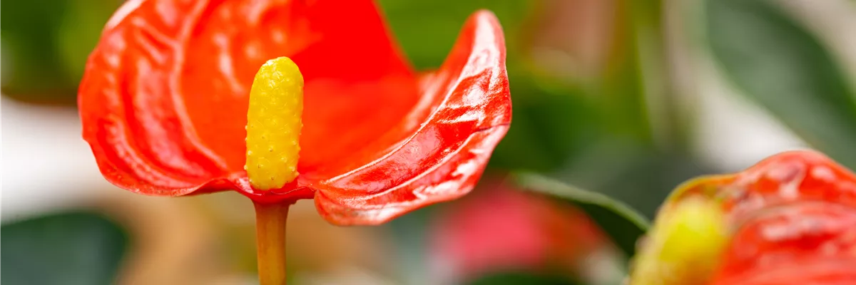 Anthurium x andreanum, Mini