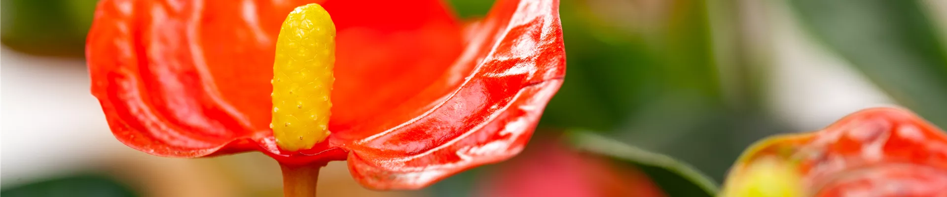 Anthurium x andreanum, Mini