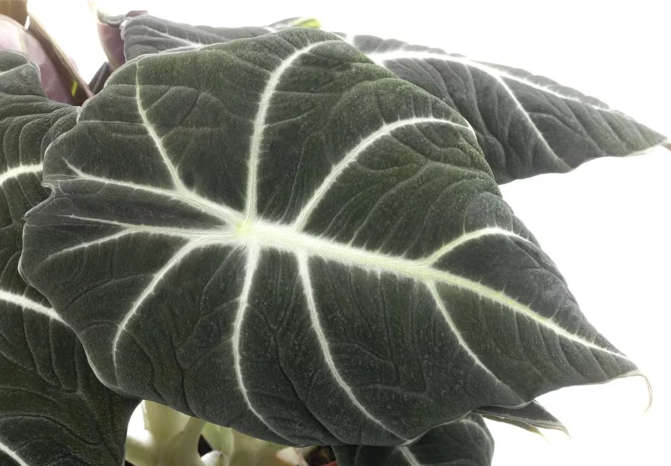 IN DIE TöPFE, FERTIG, LOS! IN DIE TöPFE, FERTIG, LOS!