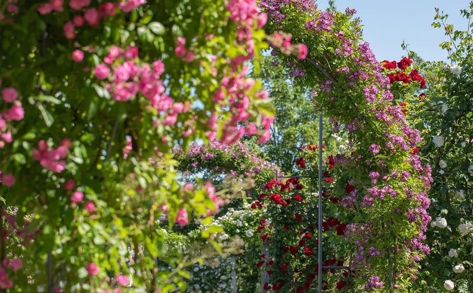 Kletterpflanzen - Hoch hinaus und noch viel weiter!