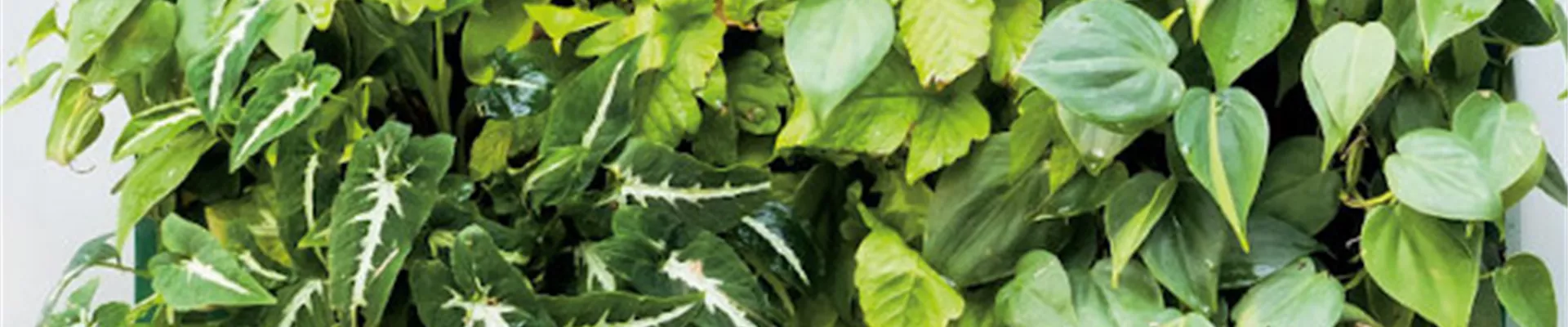 VERTICAL GARDENING
