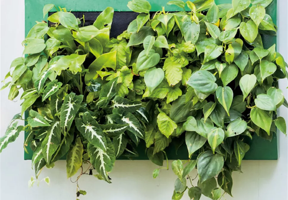 VERTICAL GARDENING VERTICAL GARDENING