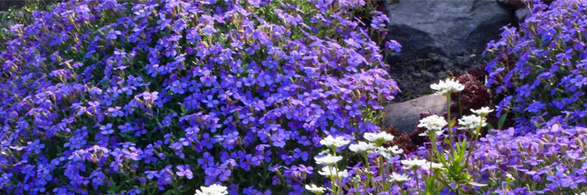BLAUKISSEN