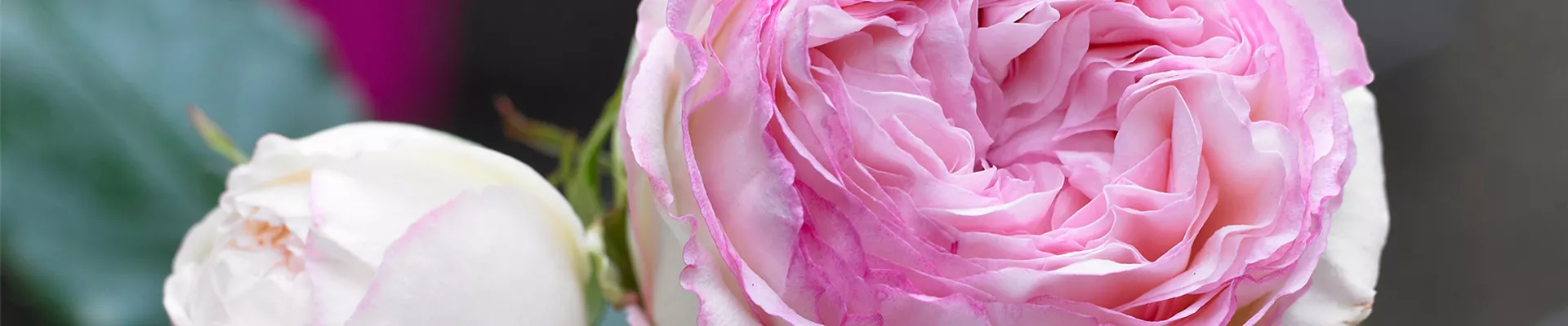 STRAUCHROSE 