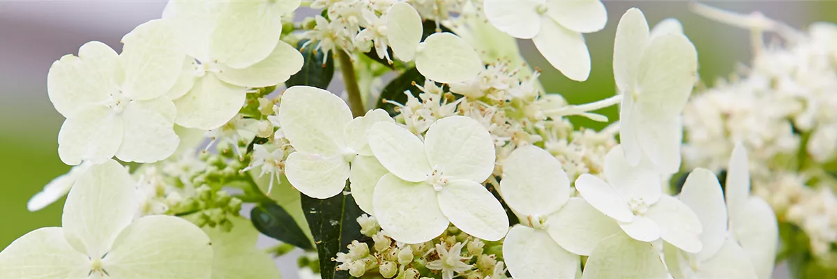 KLETTERHORTENSIE